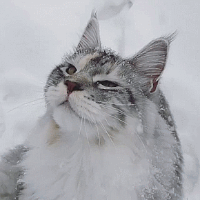 Chat et la neige - image animée GIF
